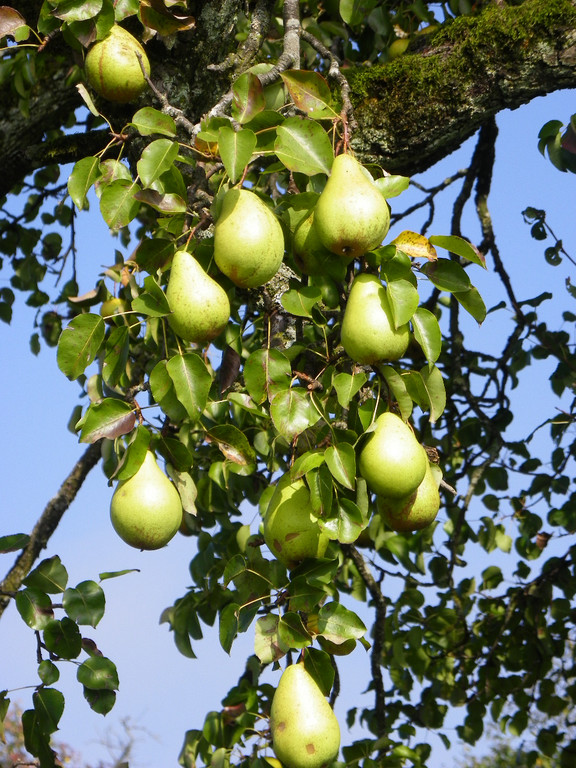 112_7076_JPG-1318887190