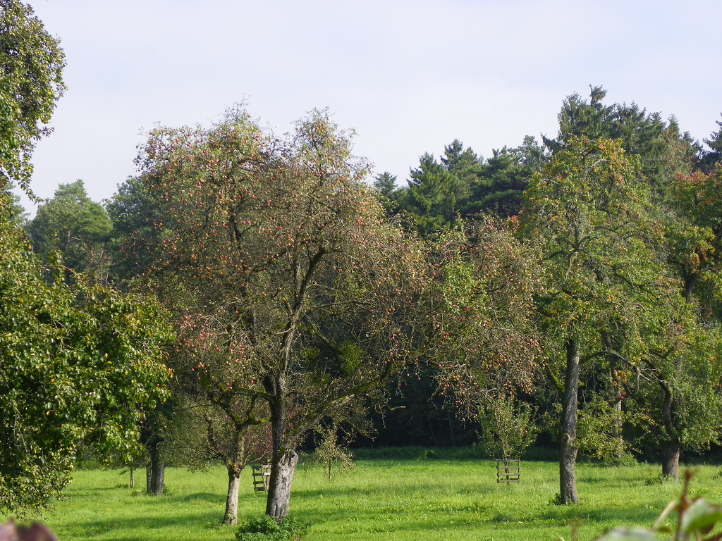 112_7078_JPG-1318887209