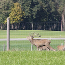 normal_15102011hirschbrunftkjaktivnews_0002.jpg
