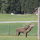 normal_15102011hirschbrunftkjaktivnews_0004.jpg