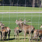 normal_15102011hirschbrunftkjaktivnews_0009.jpg