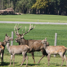 normal_15102011hirschbrunftkjaktivnews_0011.jpg