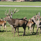 normal_15102011hirschbrunftkjaktivnews_0012.jpg
