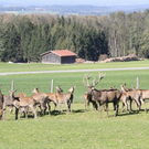 normal_15102011hirschbrunftkjaktivnews_0013.jpg