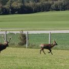 normal_15102011hirschbrunftkjaktivnews_0014.jpg