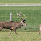 normal_15102011hirschbrunftkjaktivnews_0016.jpg