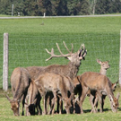 normal_15102011hirschbrunftkjaktivnews_0017.jpg