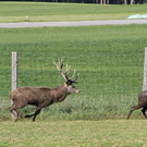 normal_15102011hirschbrunftkjaktivnews_0020.jpg