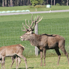 normal_15102011hirschbrunftkjaktivnews_0025.jpg