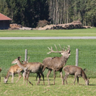normal_15102011hirschbrunftkjaktivnews_0028.jpg