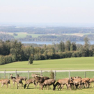 normal_15102011hirschbrunftkjaktivnews_0033.jpg
