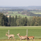 normal_15102011hirschbrunftkjaktivnews_0037.jpg