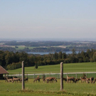 normal_15102011hirschbrunftkjaktivnews_0039.jpg