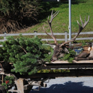Jäger erlegen Hirsch