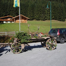 normal_161011hirschsfaktivnews003.JPG