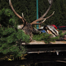 normal_161011hirschsfaktivnews009.JPG