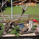 normal_161011hirschsfaktivnews012.JPG