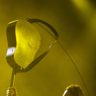DAB1193-20111002.jpg