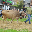 VZV_G_60J_0110.JPG