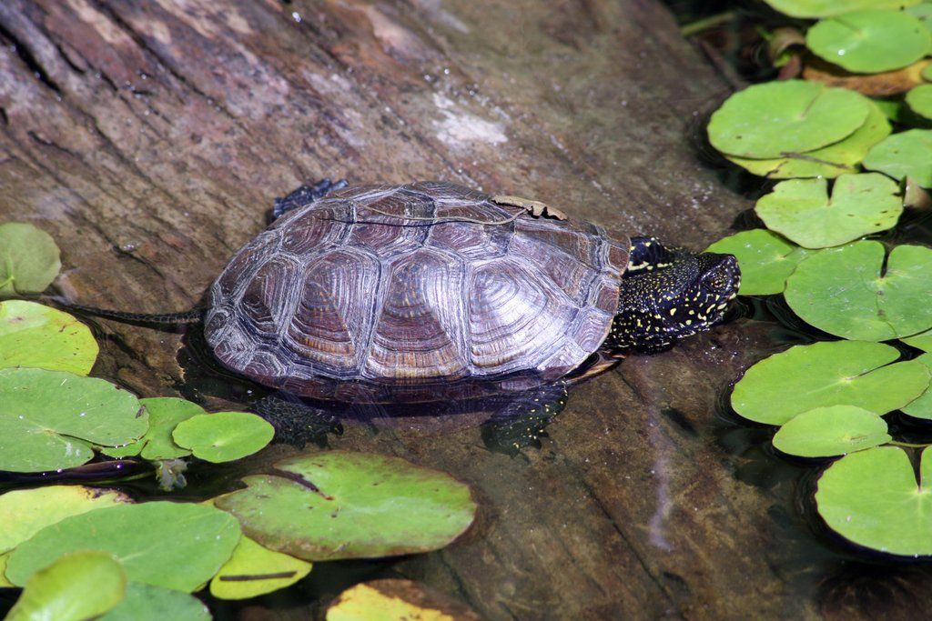 ZooSBG_EuropaeischeWasserschilkroete.jpg