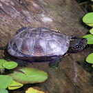 Schildkröten-Bilder