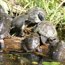 ZooSBG_Wasserschildkroeten.jpg