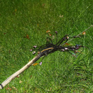 normal_19102011fmt_oberleitung_ta_011.JPG