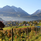 Impressionen Weinlese