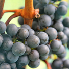 KOE_Weinbau G__fis 2_jpg-1319311141