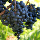 KOE_Weinbau G__fis 4_jpg-1319311195