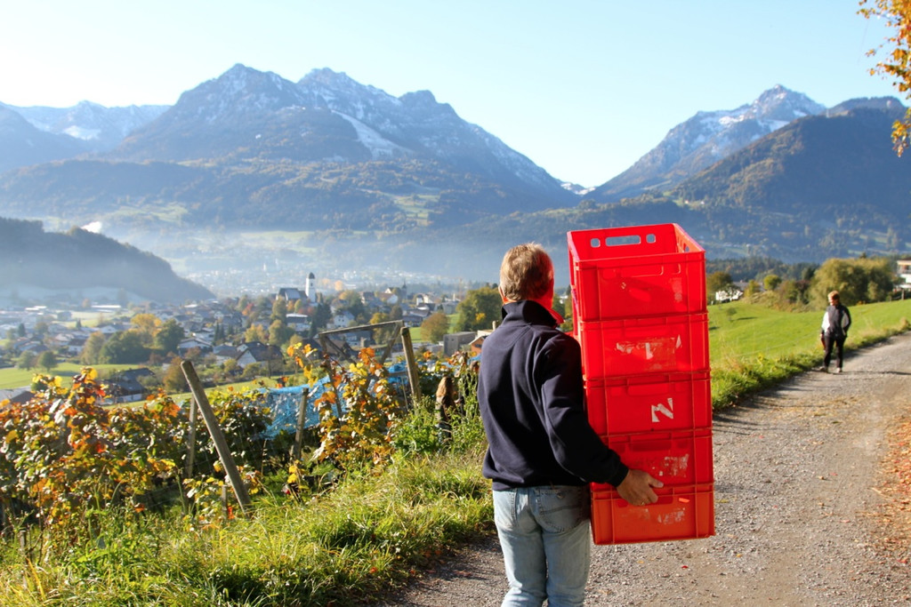 KOE_Weinbau G__fis 9_jpg-1319311265