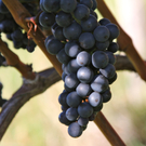 KOE_Weinbau G__fis 13_jpg-1319311316