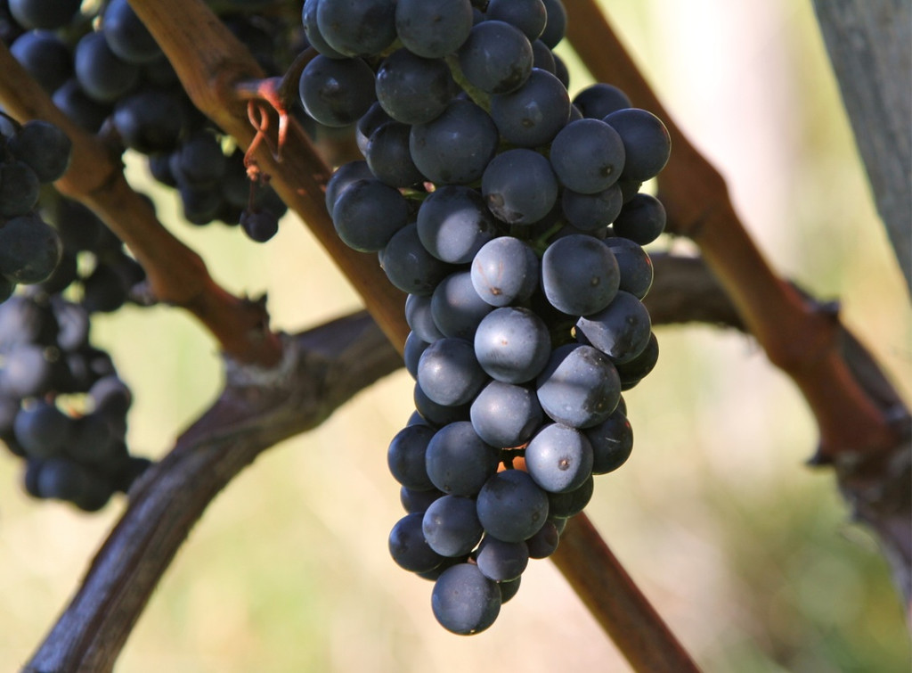 KOE_Weinbau G__fis 13_jpg-1319311316