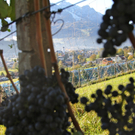 KOE_Weinbau G__fis 14_jpg-1319311333