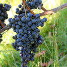 KOE_Weinbau G__fis 15_jpg-1319311351