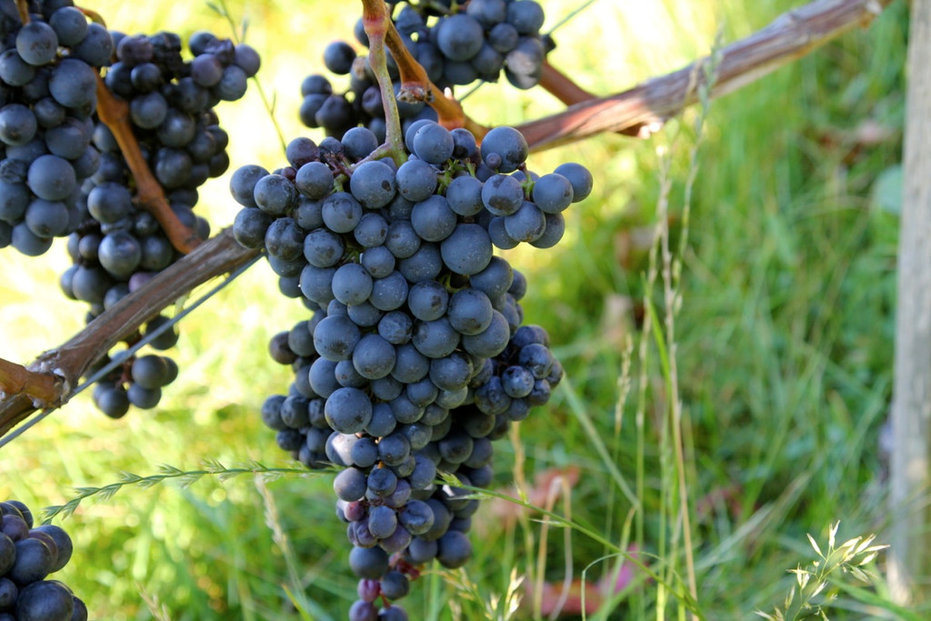KOE_Weinbau G__fis 15_jpg-1319311351