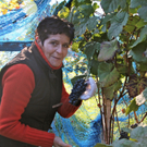 KOE_Weinbau G__fis 16_jpg-1319311373