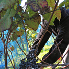 KOE_Weinbau G__fis 18_jpg-1319311411