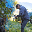 KOE_Weinbau G__fis 19_jpg-1319311427