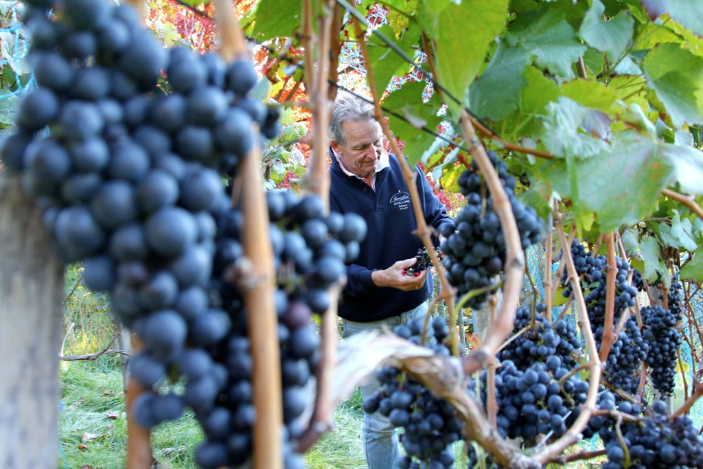 KOE_Weinbau G__fis 20_jpg-1319311445