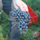 KOE_Weinbau G__fis 23_jpg-1319311492