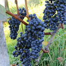KOE_Weinbau G__fis 24_jpg-1319311504