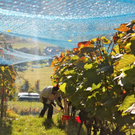 KOE_Weinbau G__fis 25_jpg-1319311529
