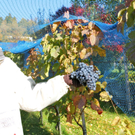 KOE_Weinbau G__fis 26_jpg-1319311555