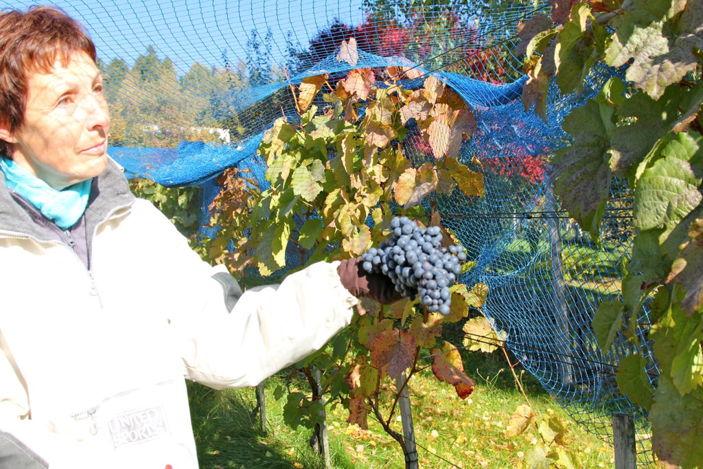 KOE_Weinbau G__fis 26_jpg-1319311555