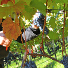 KOE_Weinbau G__fis 28_jpg-1319311589