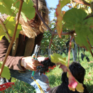 KOE_Weinbau G__fis 29_jpg-1319311613