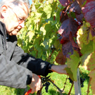 KOE_Weinbau G__fis 30_jpg-1319311641