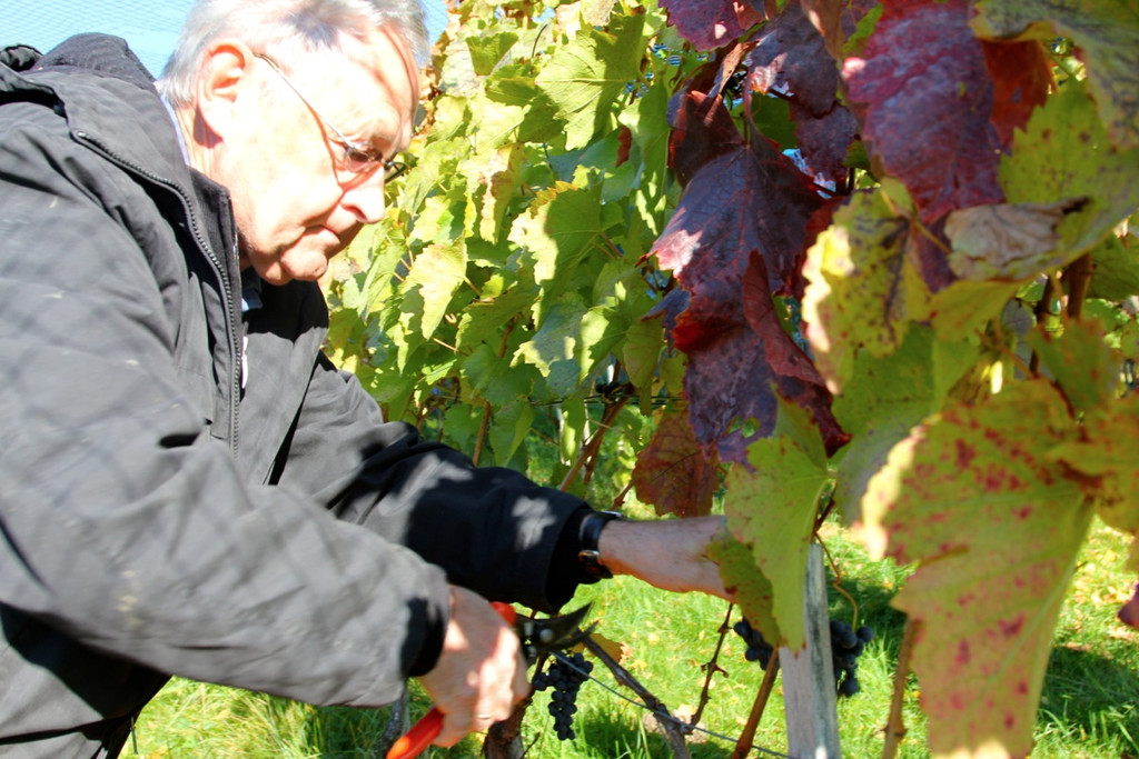 KOE_Weinbau G__fis 30_jpg-1319311641