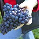 KOE_Weinbau G__fis 32_jpg-1319311698